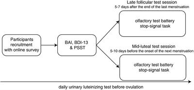 Mid-Luteal Olfactory Abilities Reveal Healthy Women’s Emotional and Cognitive Functions